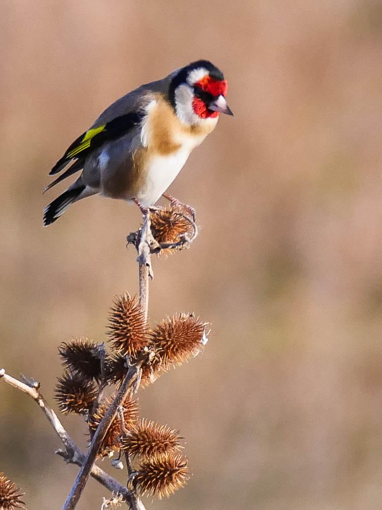 Chardonneret élégant Carduelis carduelis (Linnaeus, 1758)
