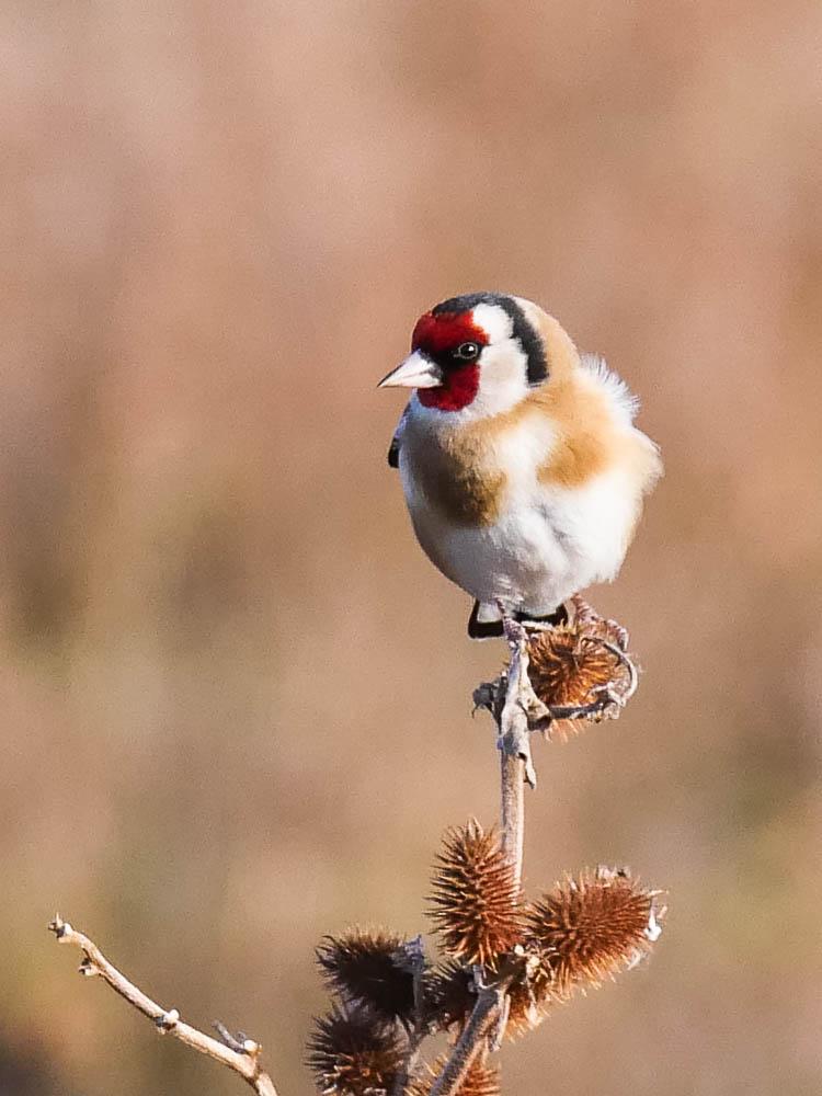 Chardonneret élégant Carduelis carduelis (Linnaeus, 1758)
