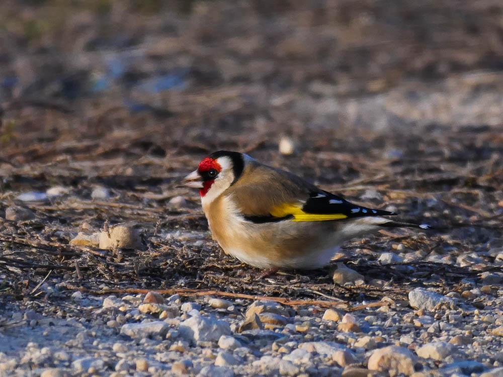 Chardonneret élégant Carduelis carduelis (Linnaeus, 1758)