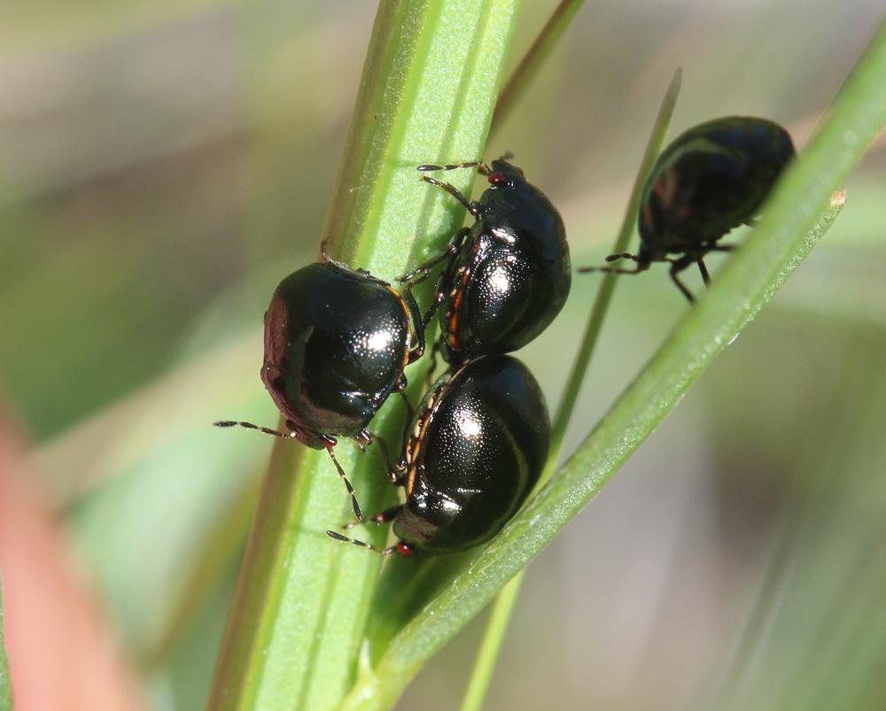 Punaise cuirasse Coptosoma scutellatum (Geoffroy, 1785)