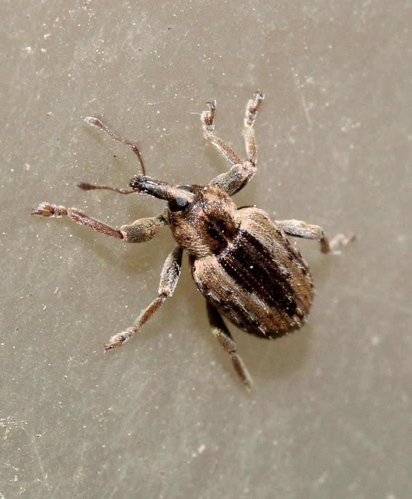 Hypera postica (Gyllenhal, 1813)