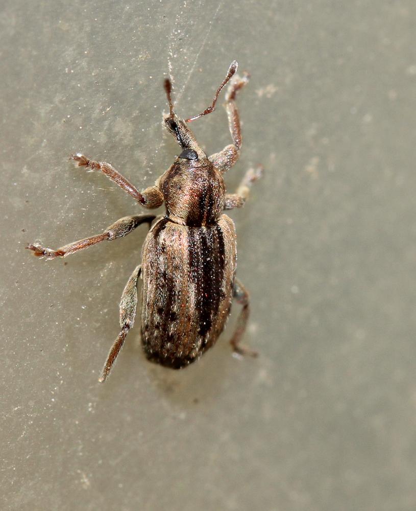  Hypera postica (Gyllenhal, 1813)