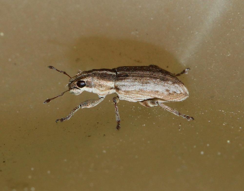  Sitona discoideus Gyllenhal, 1834