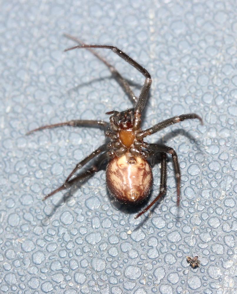 Stéatode domestique Steatoda grossa (C.L. Koch, 1838)