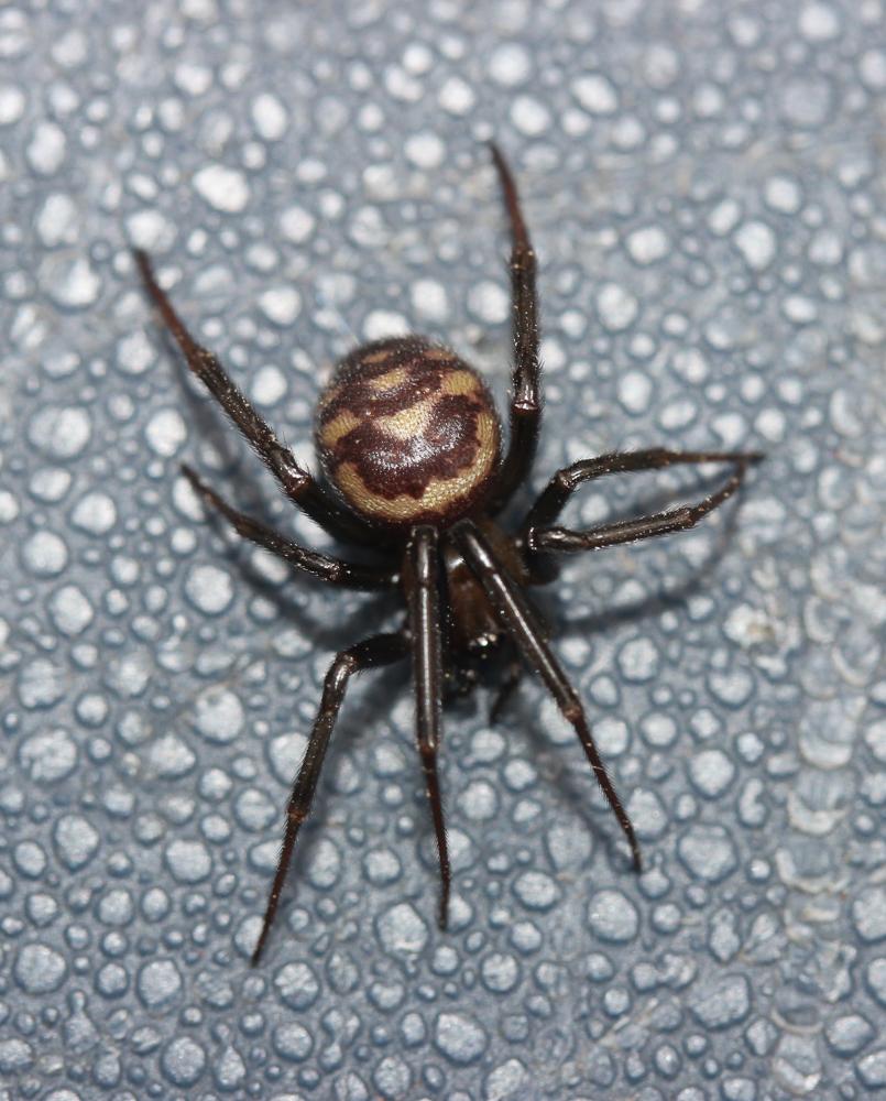 Stéatode domestique Steatoda grossa (C.L. Koch, 1838)