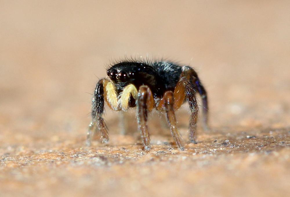  Salticidae Blackwall, 1841