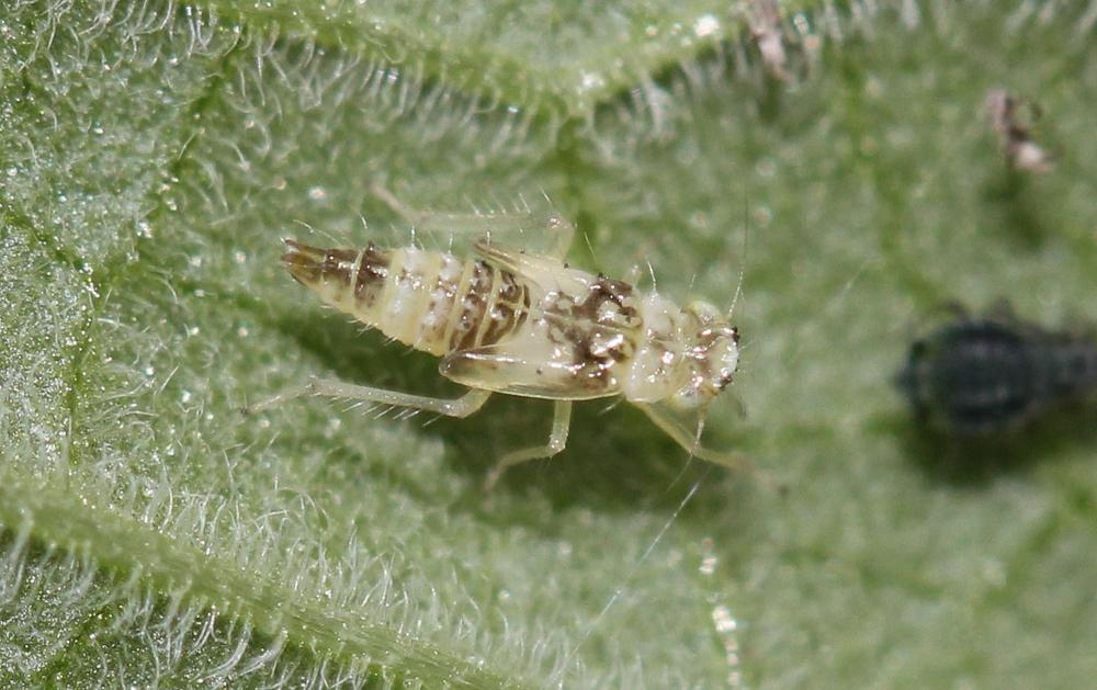  Eupteryx melissae Curtis, 1837