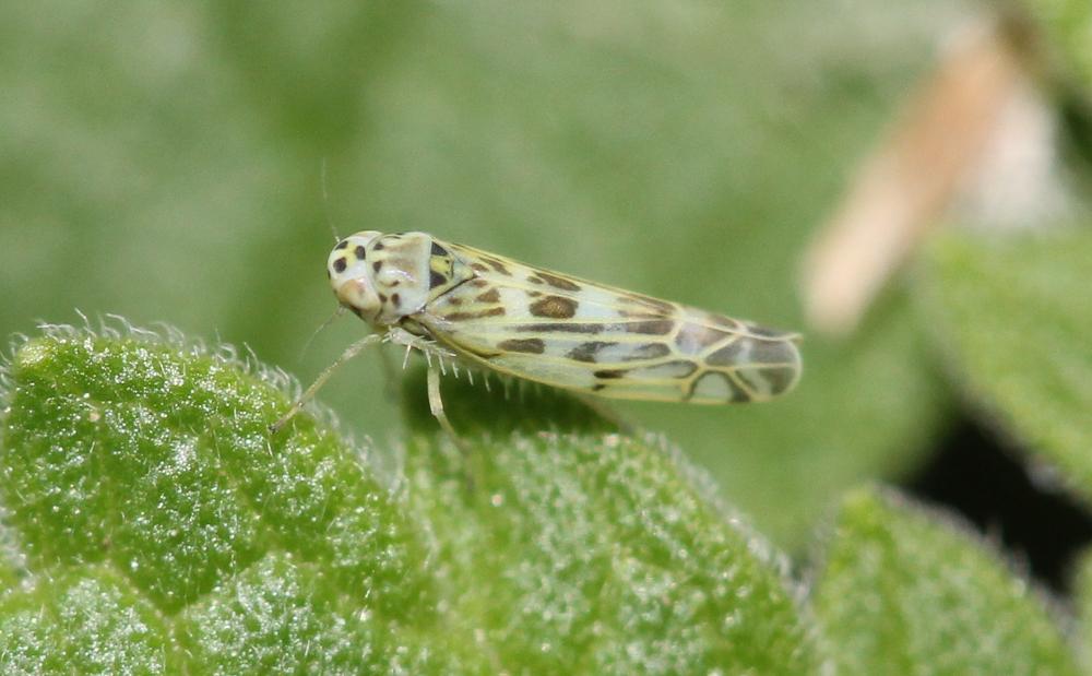  Eupteryx melissae Curtis, 1837