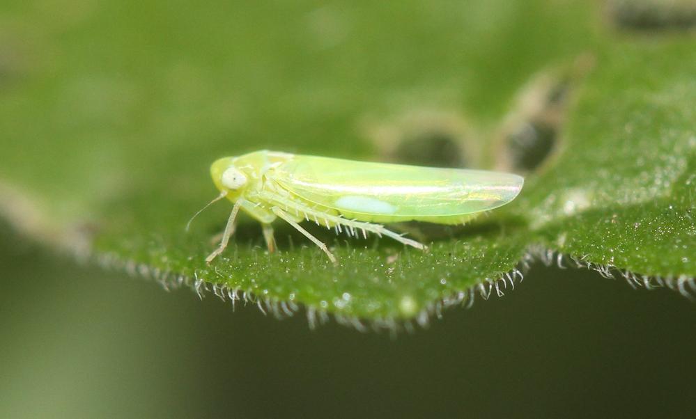  Empoasca vitis (Göthe, 1875)