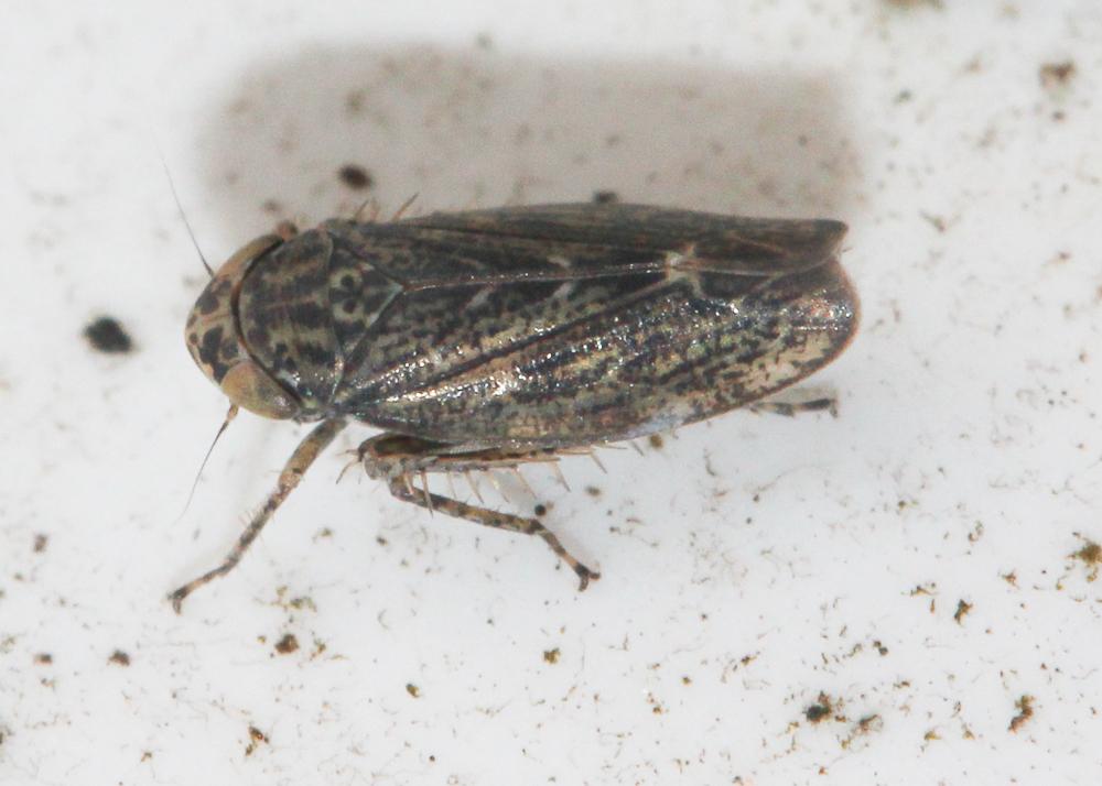  Euscelis incisus (Kirschbaum, 1858)