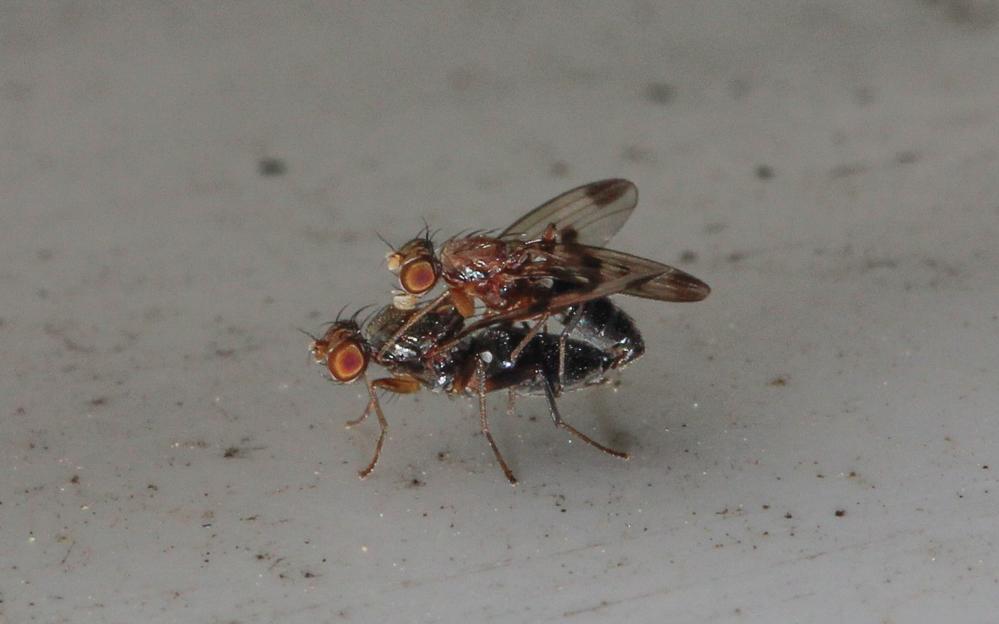 Geomyza tripunctata Fallén, 1823