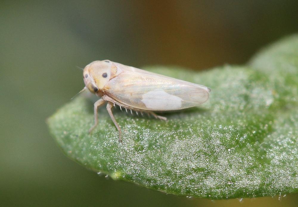 Austroagallia sinuata (Mulsant & Rey 1855)