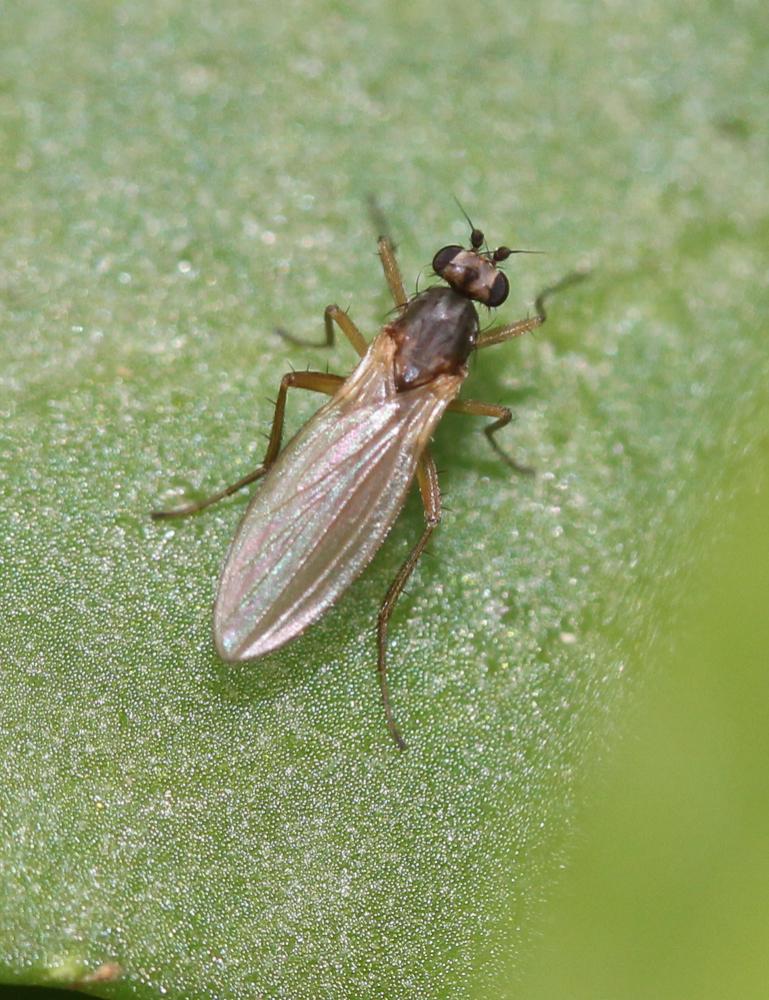 Lonchoptera lutea Panzer, 1809