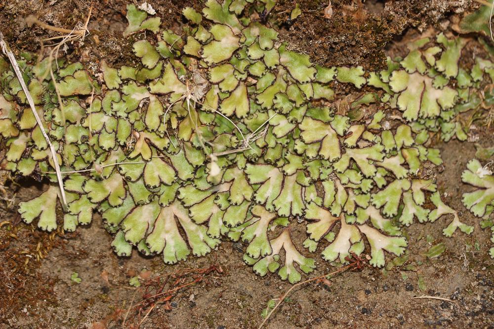 Reboulia hemisphaerica (L.) Raddi, 1818