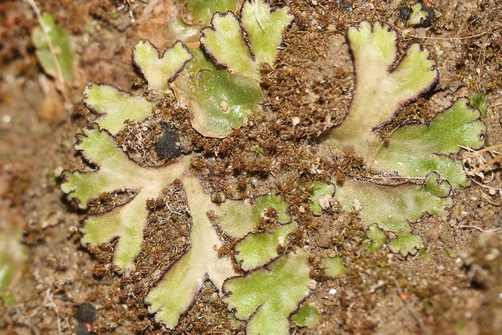 Reboulia hemisphaerica (L.) Raddi, 1818