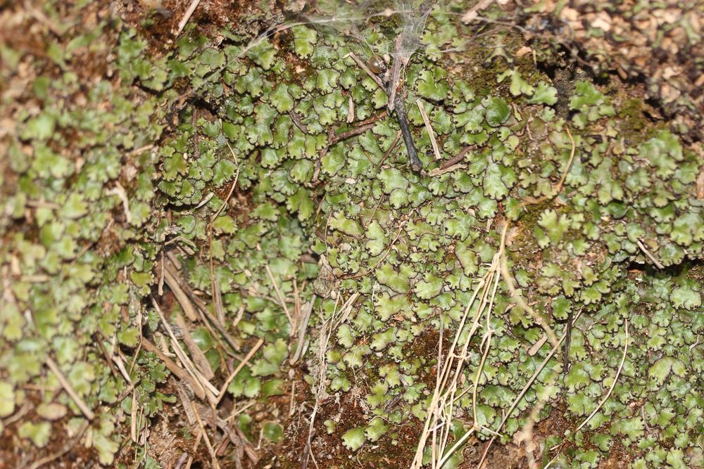 Reboulia hemisphaerica (L.) Raddi, 1818