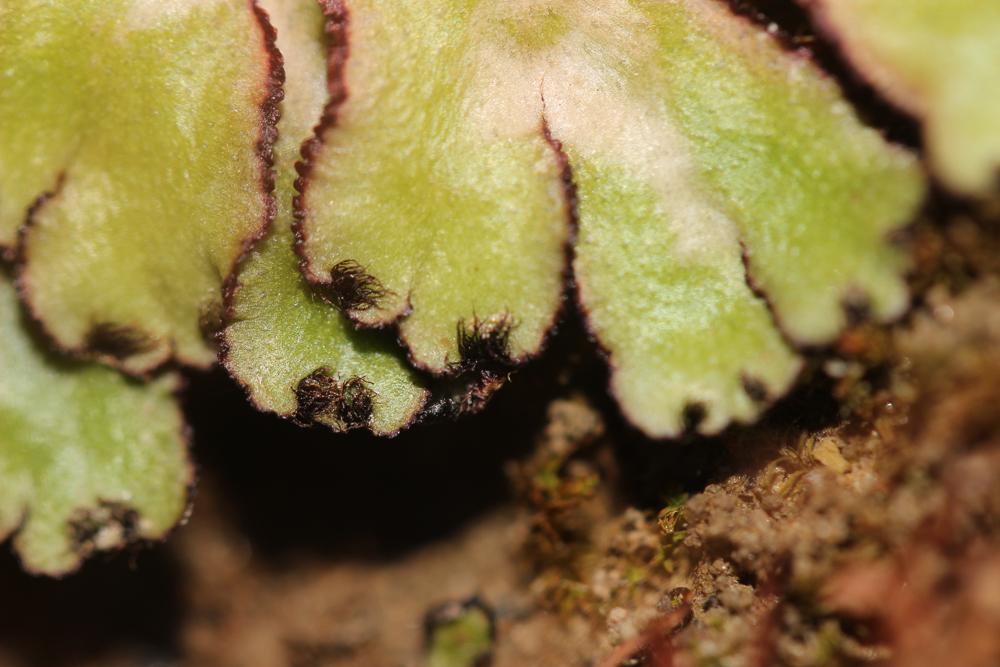 Reboulia hemisphaerica (L.) Raddi, 1818