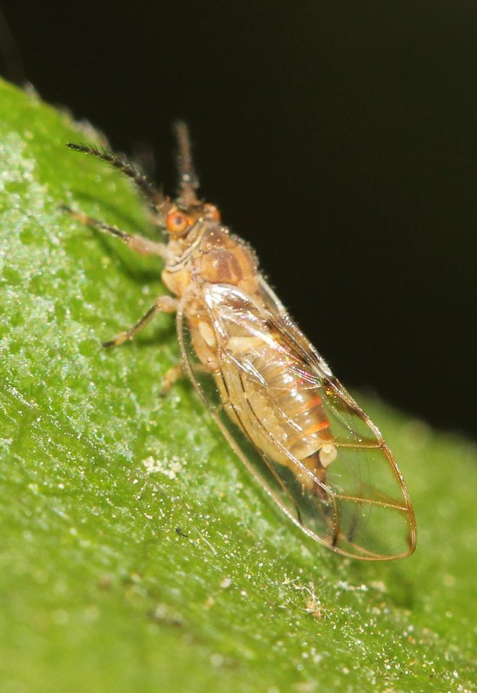 Psylle du figuier Homotoma ficus (Linnaeus, 1758)