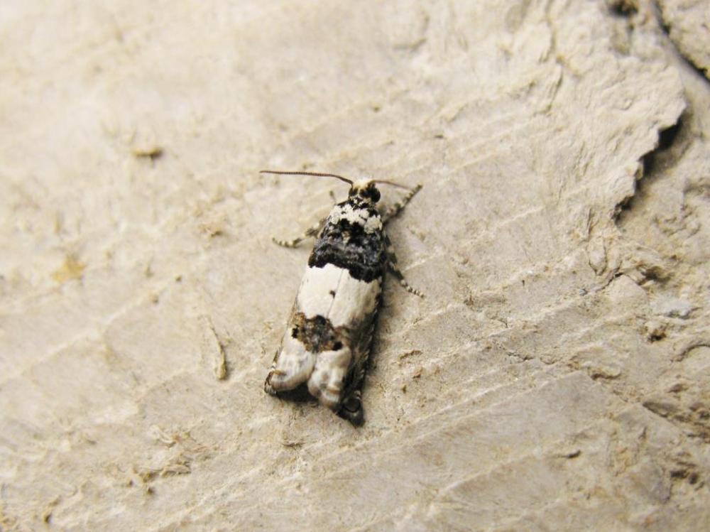  Gypsonoma sociana (Haworth, 1811)