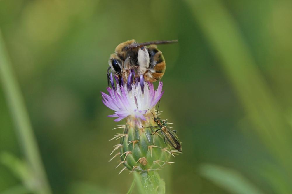 Eucera Scopoli, 1770