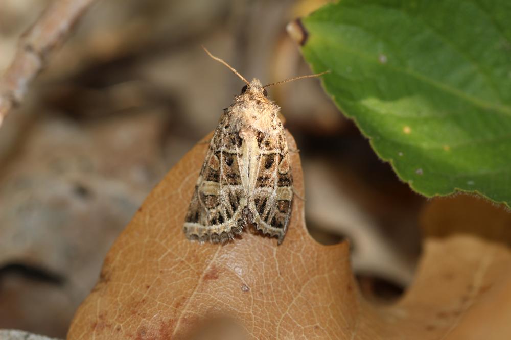 Noctuelle marquetée (La) Leucochlaena oditis (Hübner, 1822)