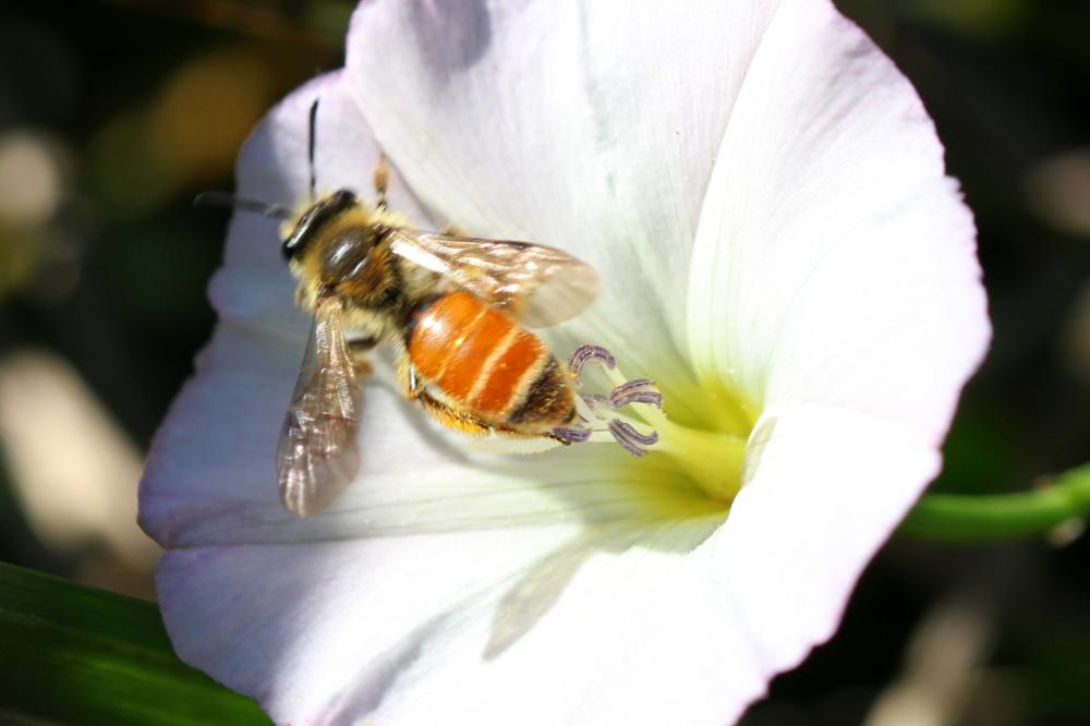  Andrena pellucens Pérez, 1895