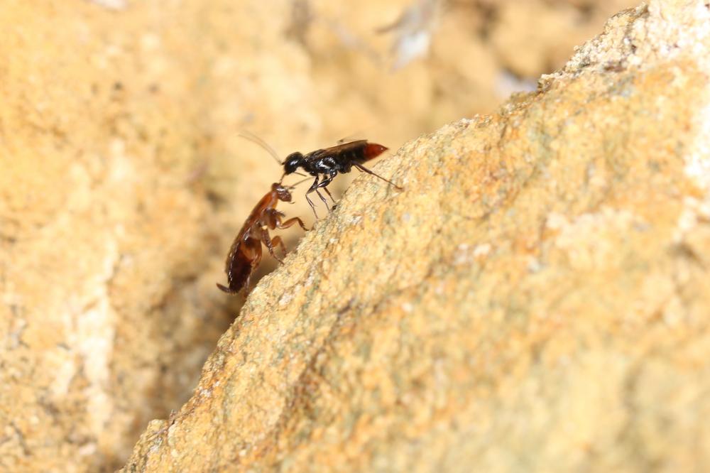 Dolichurus haemorrhous A. Costa, 1886