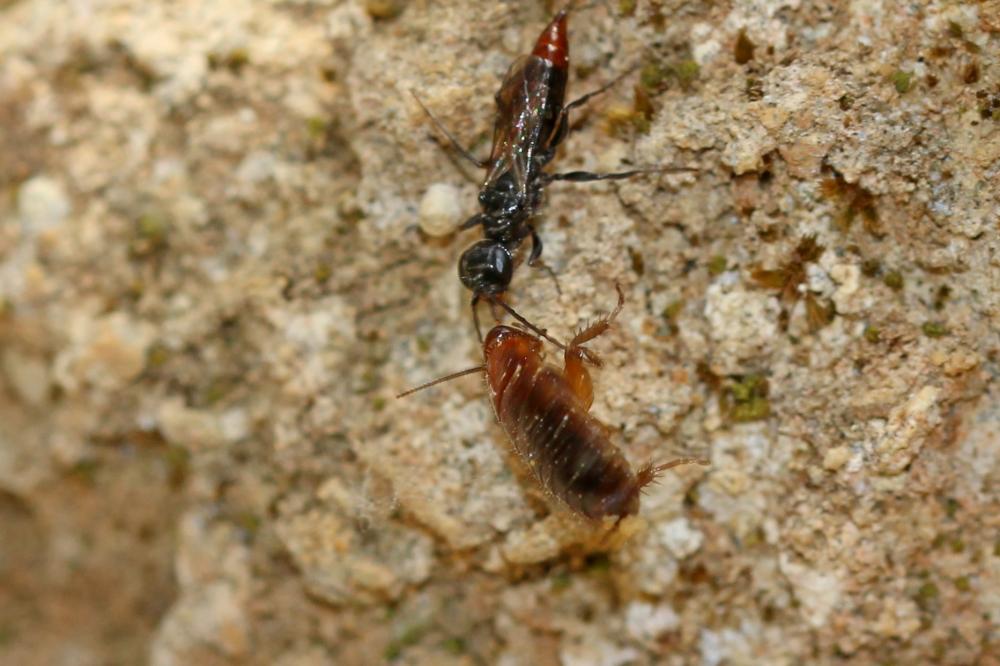 Dolichurus haemorrhous A. Costa, 1886