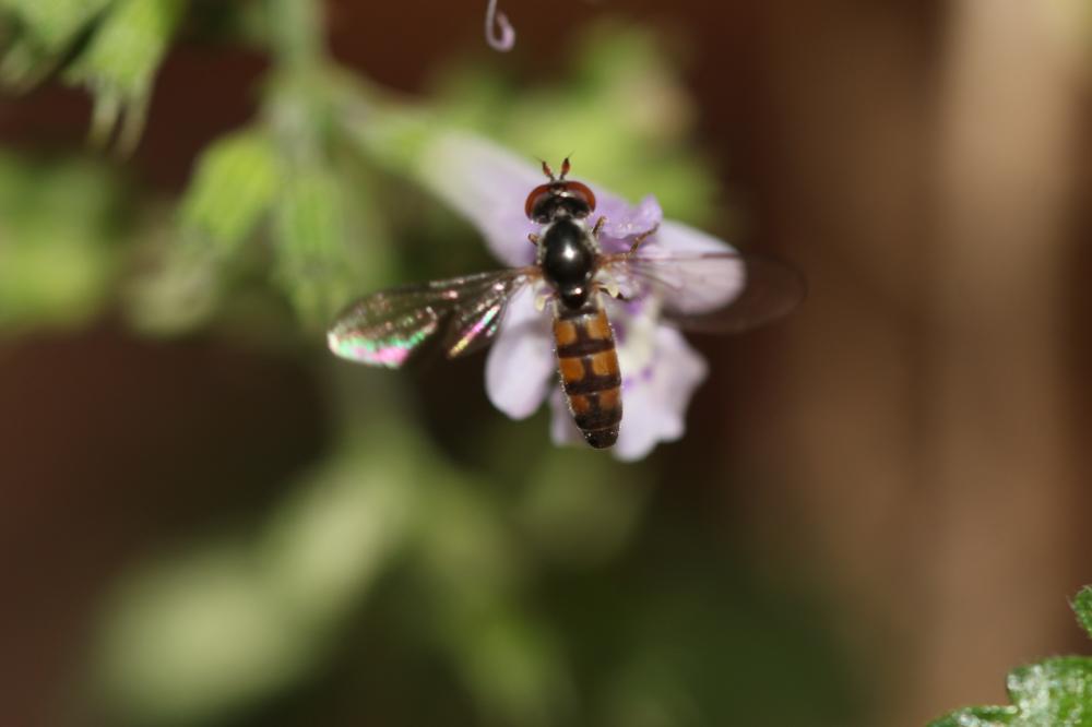 Pelecocera pruinosomaculata Strobl, 1906