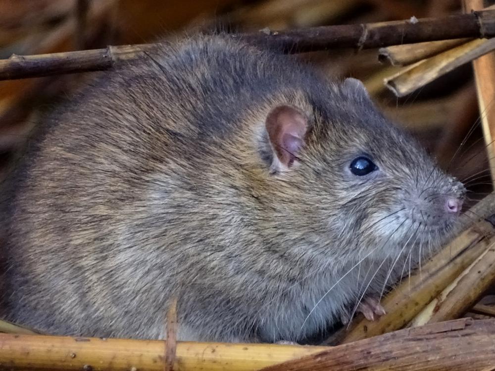 Rattus norvegicus (Berkenhout, 1769)