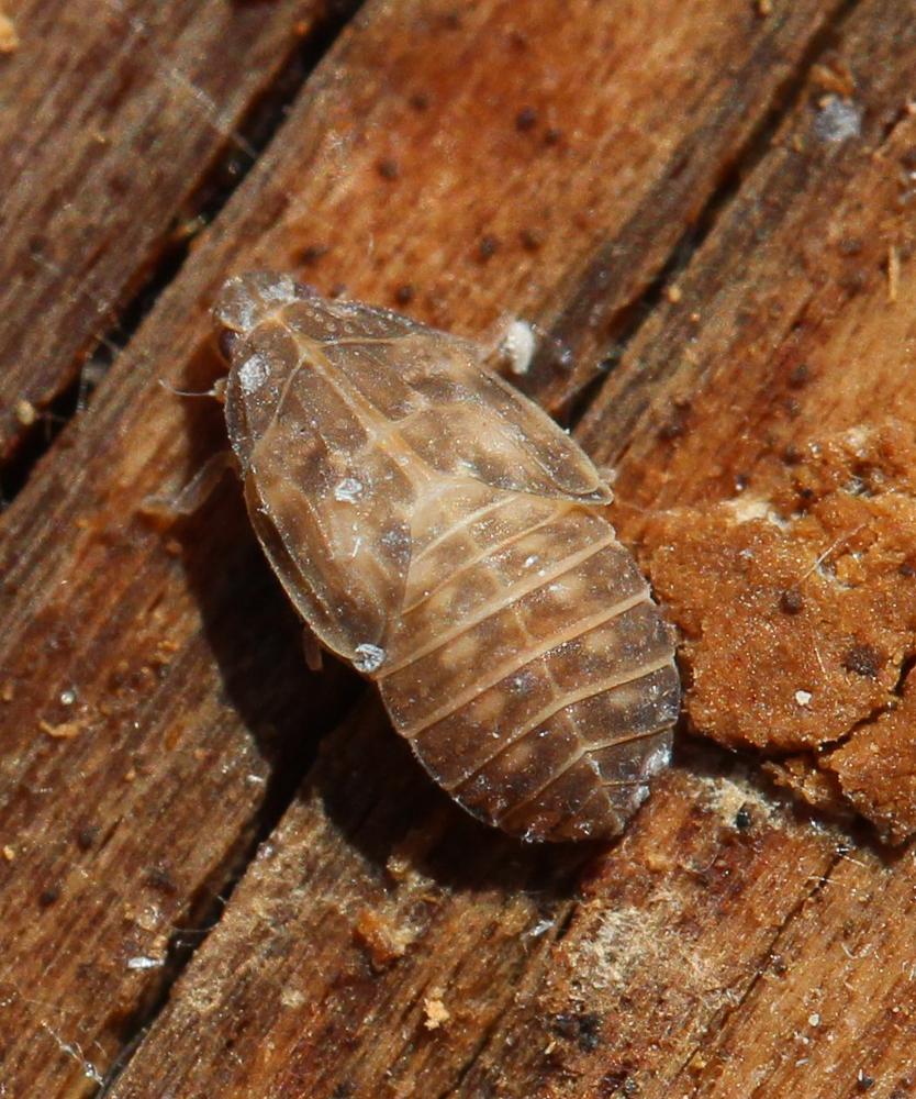 Cixidia