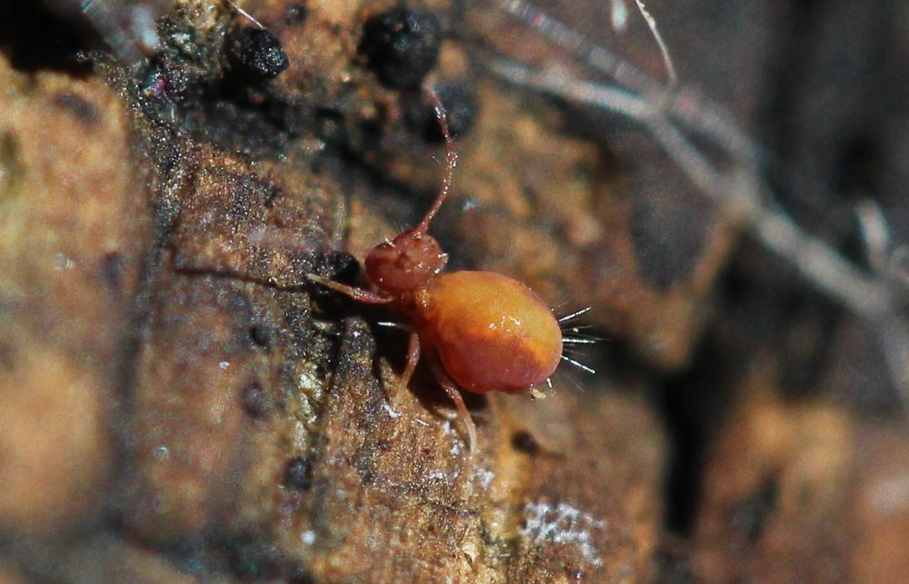 Le  Dicyrtoma fusca (Lubbock, 1873)