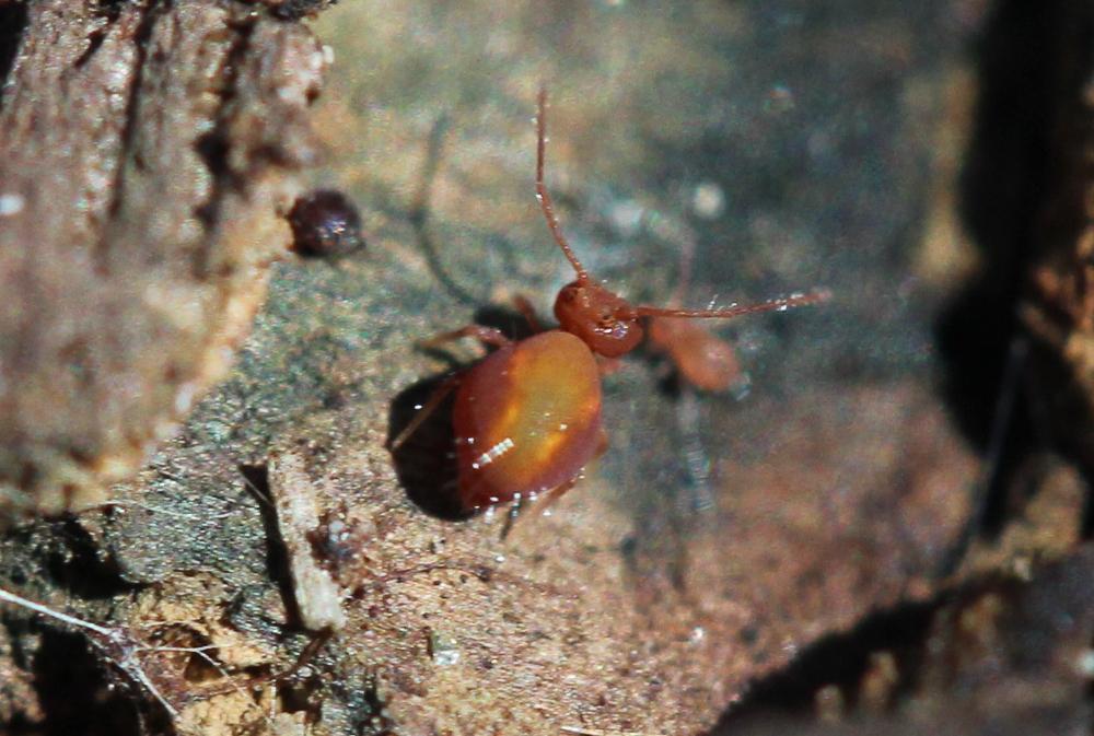 Dicyrtoma fusca (Lubbock, 1873)