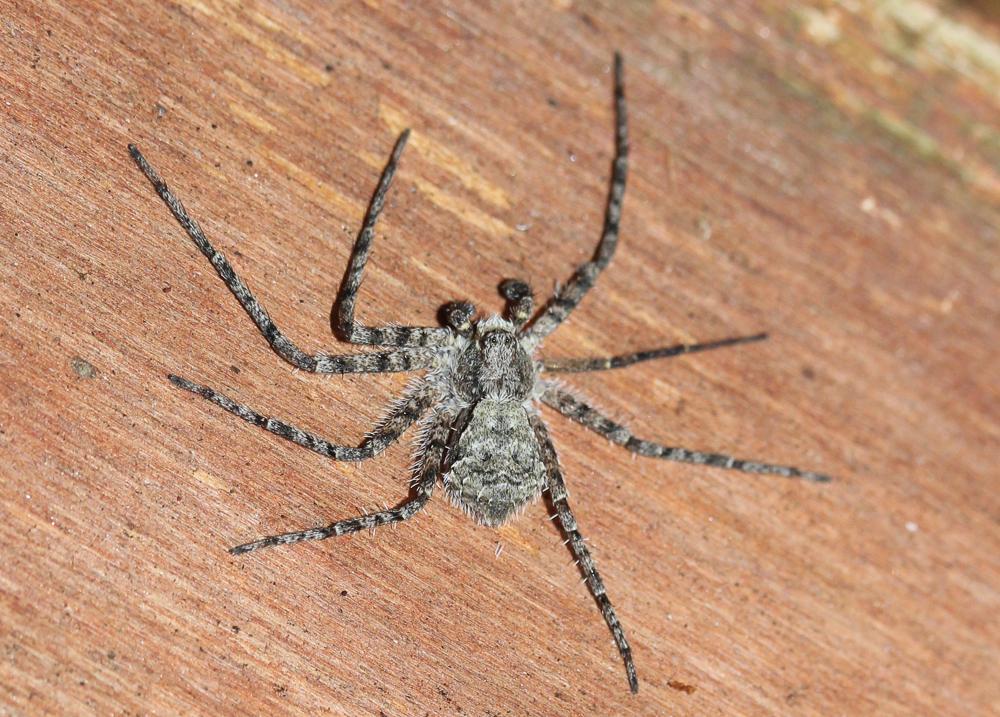 Philodromus