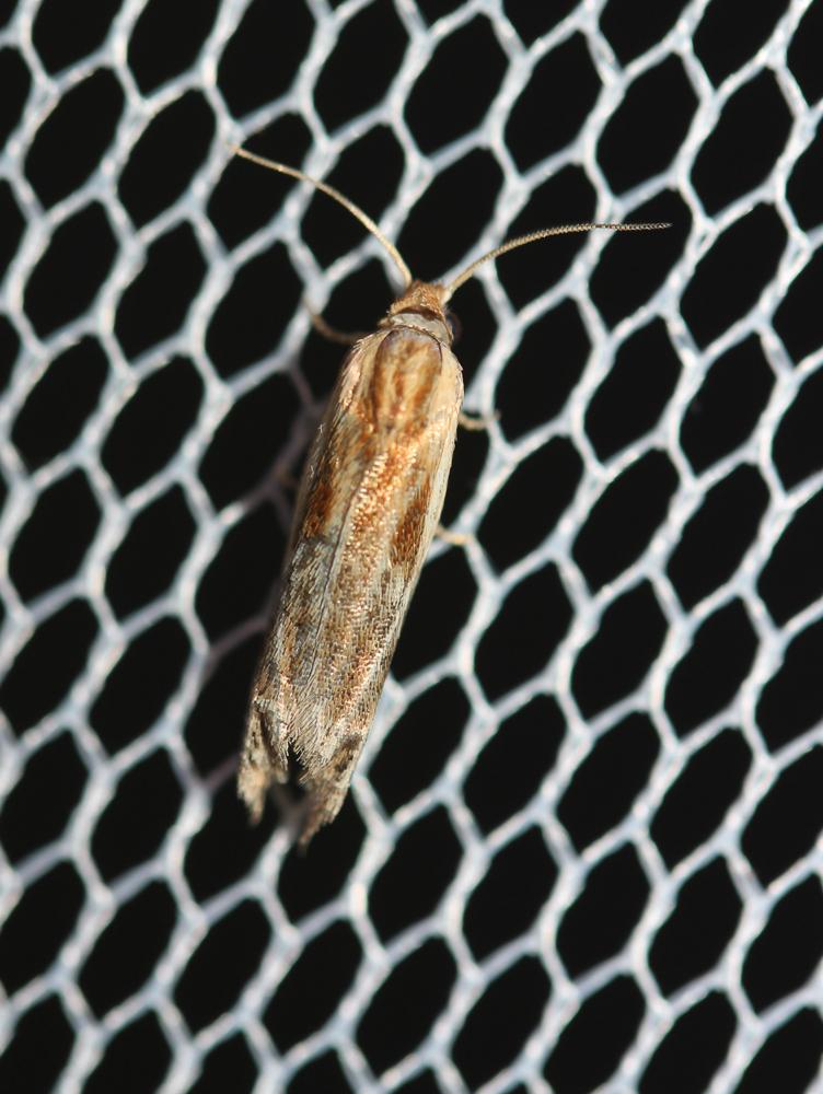  Eucosma cana (Haworth, 1811)