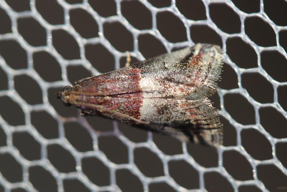 Acrobasis marmorea (Haworth, 1811)