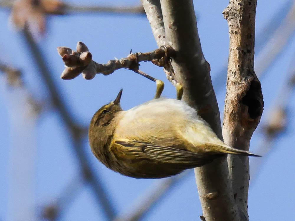 Pouillot véloce Phylloscopus collybita (Vieillot, 1887)
