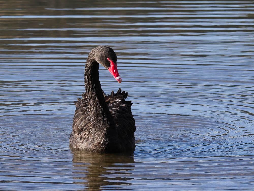 Cygne noir Cygnus atratus (Latham, 1790)