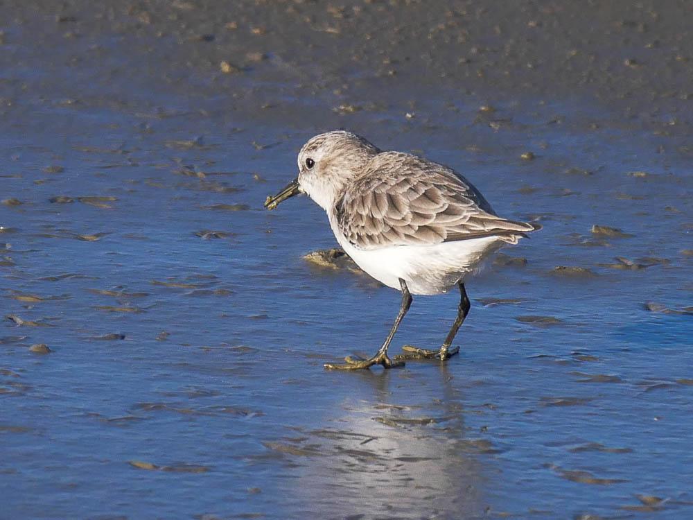 Bécasseau minute Calidris minuta (Leisler, 1812)