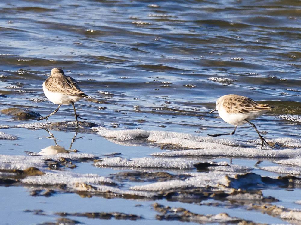Bécasseau minute Calidris minuta (Leisler, 1812)