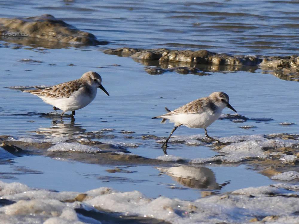 Bécasseau minute Calidris minuta (Leisler, 1812)