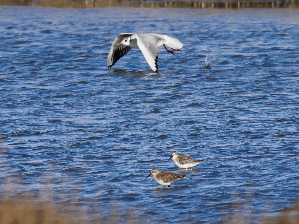 Bécasseau variable Calidris alpina (Linnaeus, 1758)
