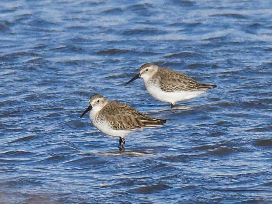 Bécasseau variable Calidris alpina (Linnaeus, 1758)