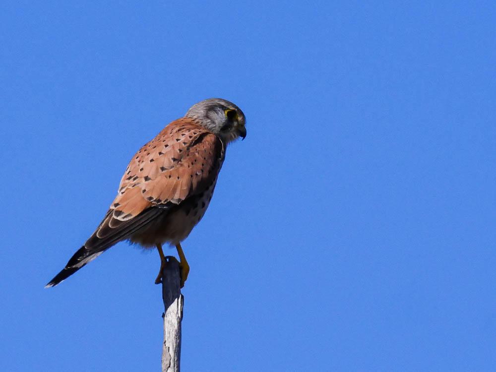 Faucon crécerelle Falco tinnunculus Linnaeus, 1758