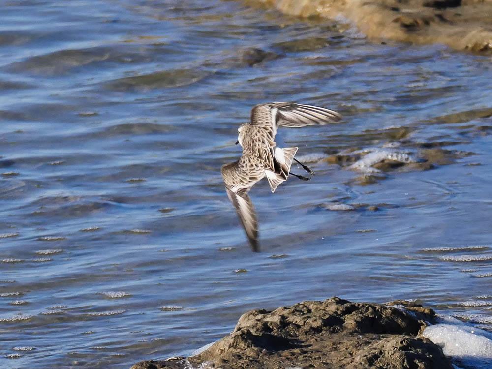 Bécasseau minute Calidris minuta (Leisler, 1812)