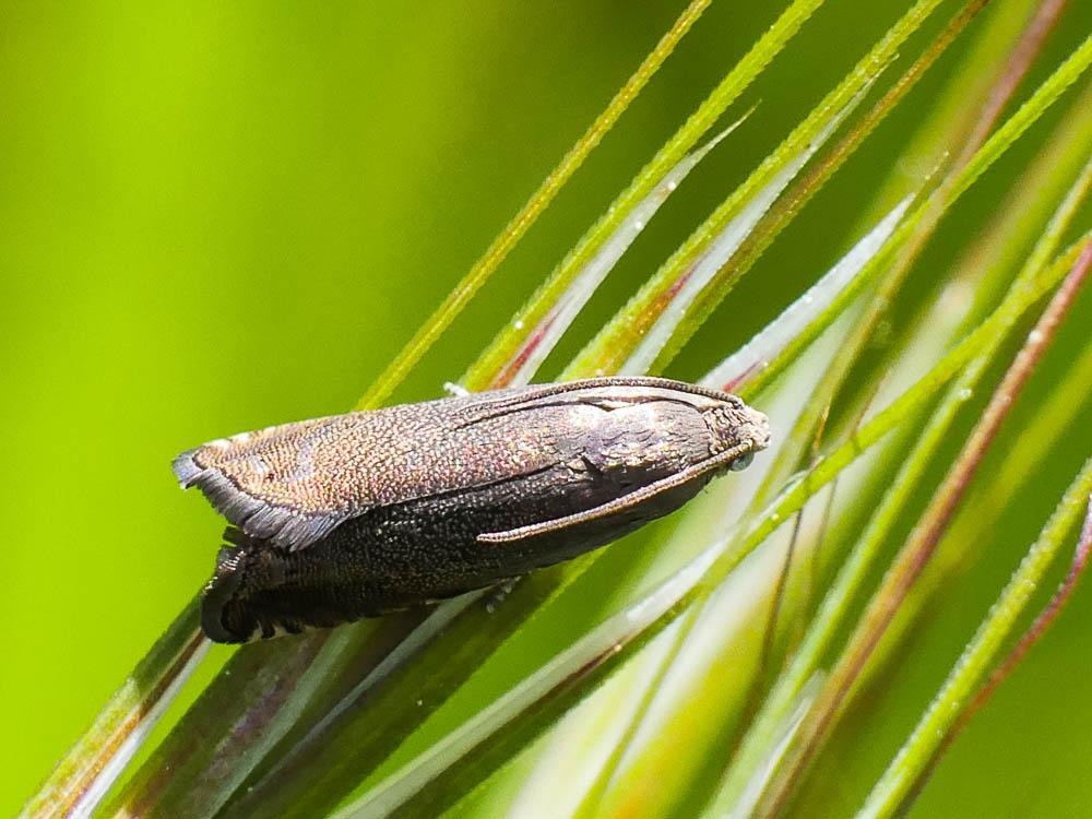  Cydia nigricana (Fabricius, 1794)