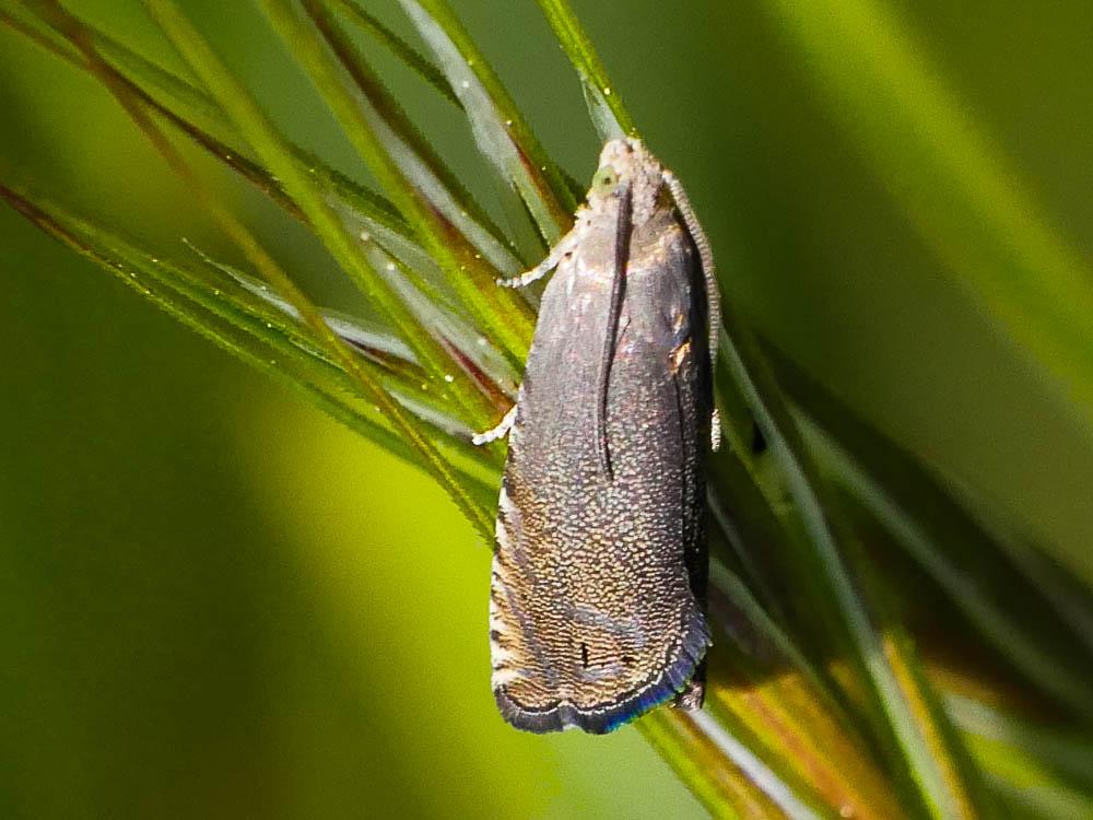  Cydia nigricana (Fabricius, 1794)