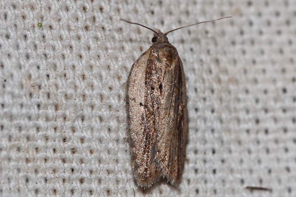 Acleris hastiana (Linnaeus, 1758)