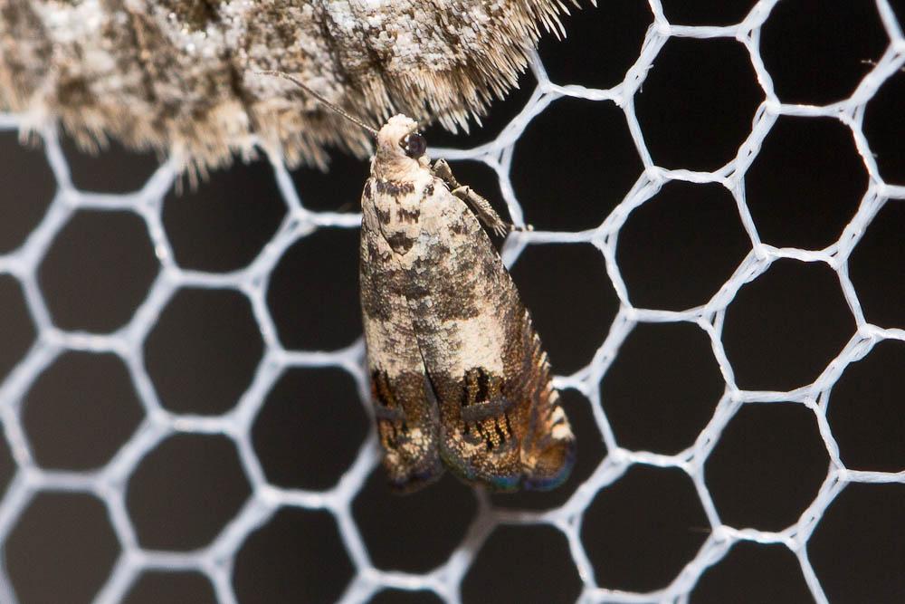  Cydia ilipulana (Walsingham, 1903)