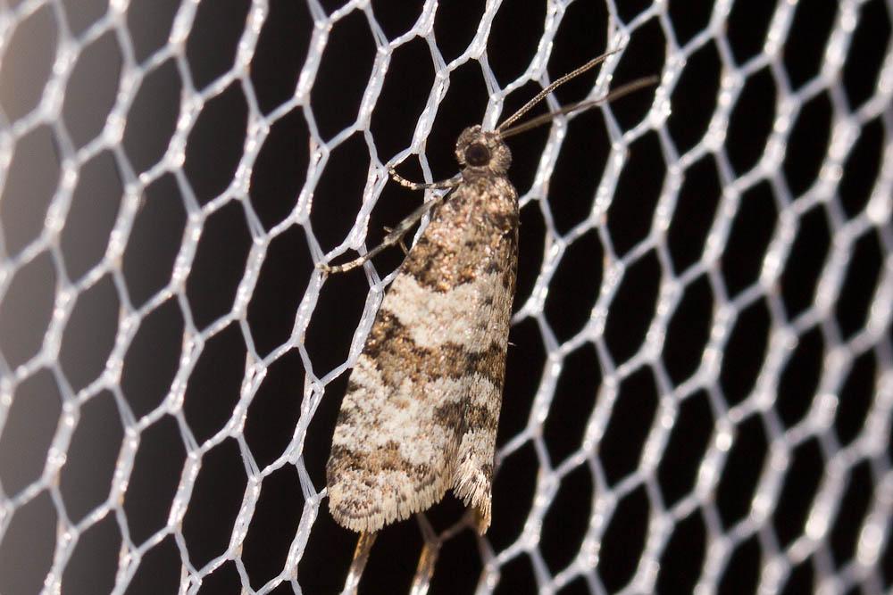 Isotrias rectifasciana (Haworth, 1811)